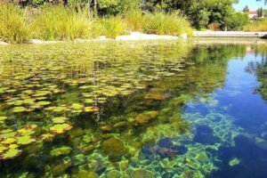 Piscine naturelle biologique Dordogne : guide et conseils