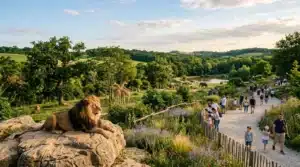 Lion sur rocher avec visiteurs et girafe en arrière-plan